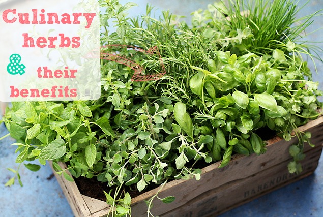 Culinary Herbs & Their Benefits @homelifeabroad.com #herbs #recipes #garden