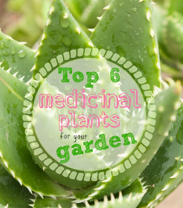 Top 6 Medicinal Plants for Your Garden @homelifeabroad.com #garden medicinalplants #healingplants #gardening