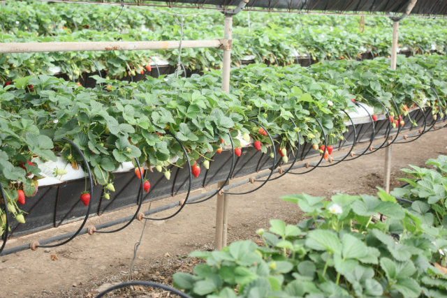 Finca La Palma Strawberry Farm