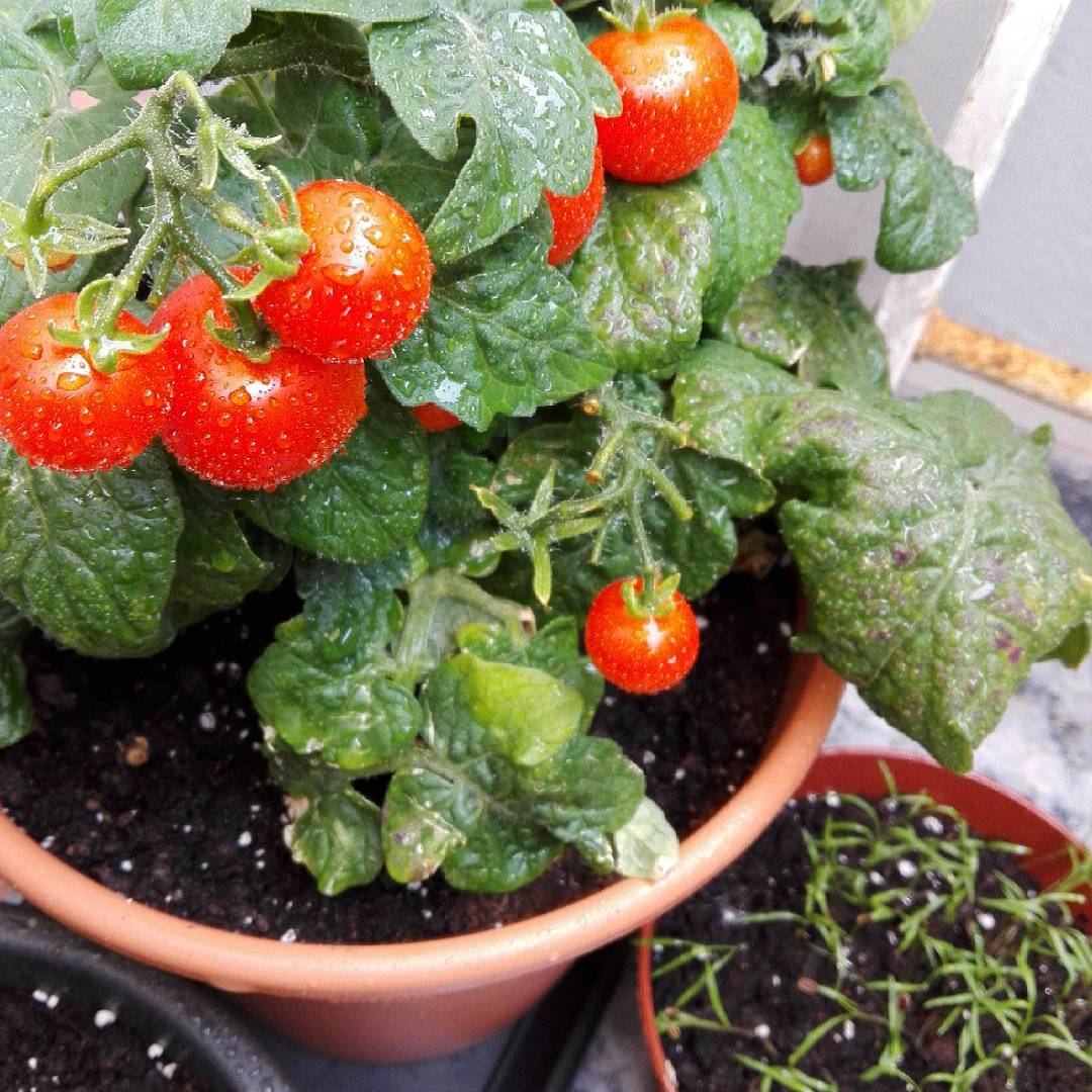 cherry-tomatoes