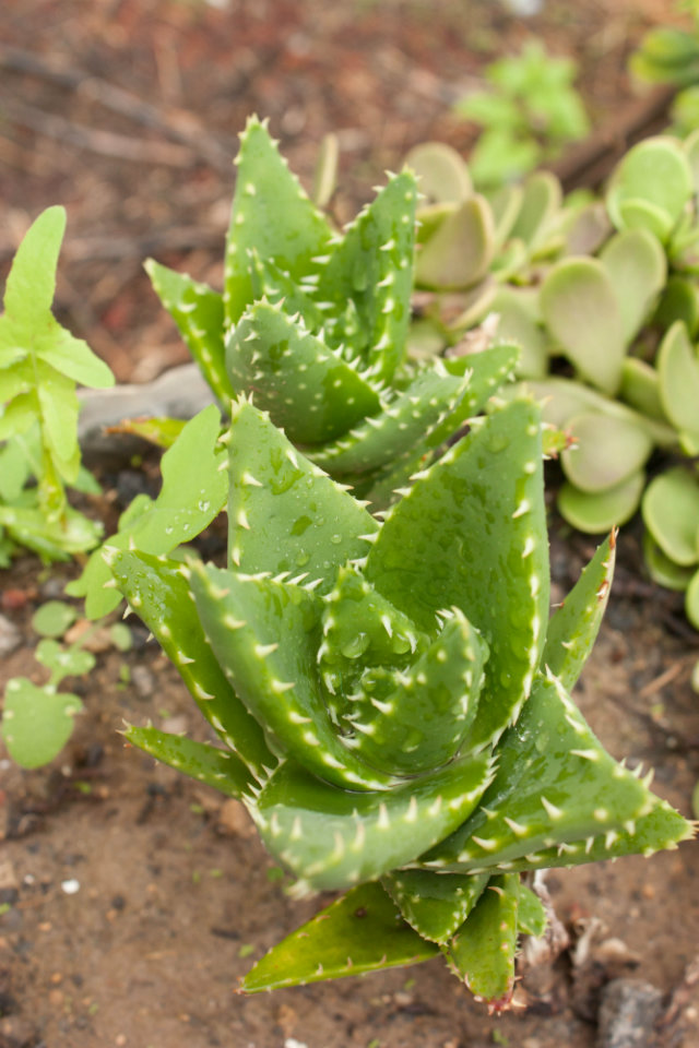 aloe-vera-plant