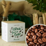 Arabica Coffee Plant Kit